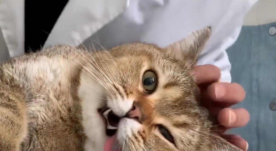 猫咪子宫蓄脓开放型怎么治疗？常见问题有哪些？