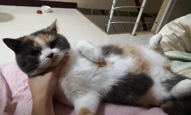 猫咪子宫蓄脓开放型怎么治疗？常见问题有哪些？
