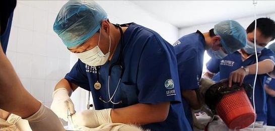猫咪子宫蓄脓开放型怎么治疗？常见问题有哪些？