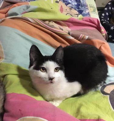 猫咪独自在家一个月会遇到哪些问题？如何解决？