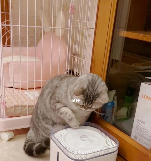 猫咪总是拉稀爱喝水怎么回事？如何解决？