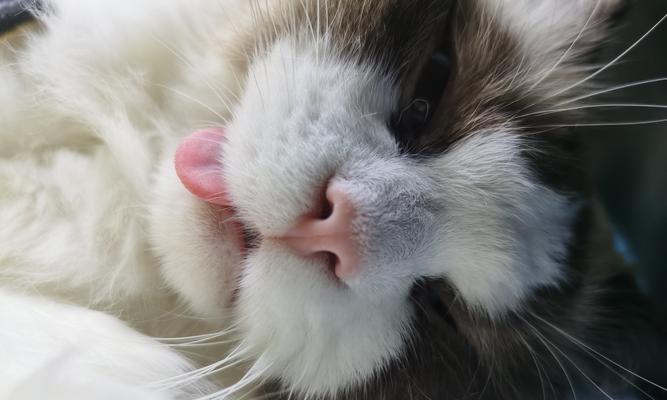 猫咪舔伤口是正常行为吗？如何正确处理？
