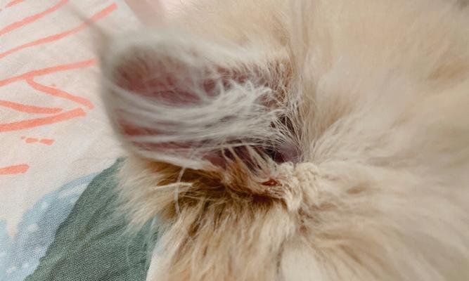 猫咪舔伤口是正常行为吗？如何正确处理？