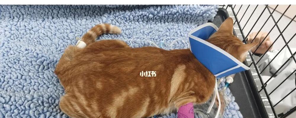 猫咪绝育后不喝水怎么办？常见原因及解决方法是什么？