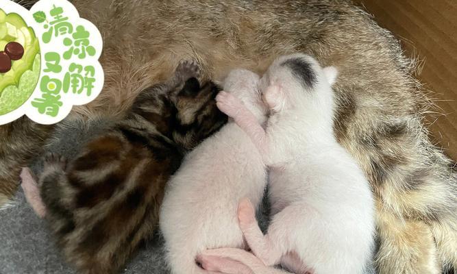 母猫生太多奶怎么办？如何处理过剩的母乳？