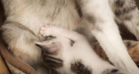 母猫生完小猫不喂奶怎么办？可能的原因和解决方法是什么？
