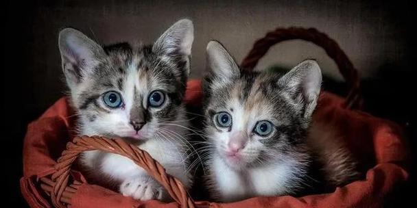 母猫带小猫的最佳时间是什么时候？常见问题有哪些？