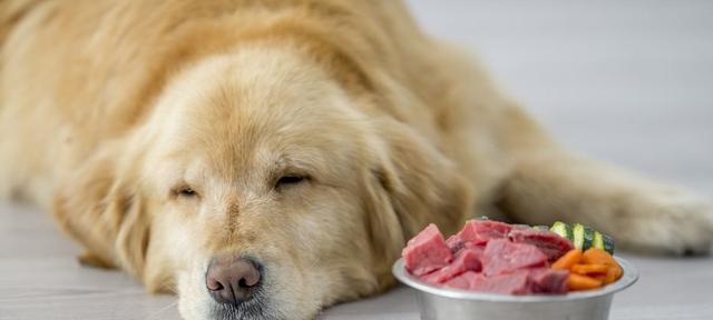 男生适合养什么狗狗？选择适合自己的犬种有哪些要点？