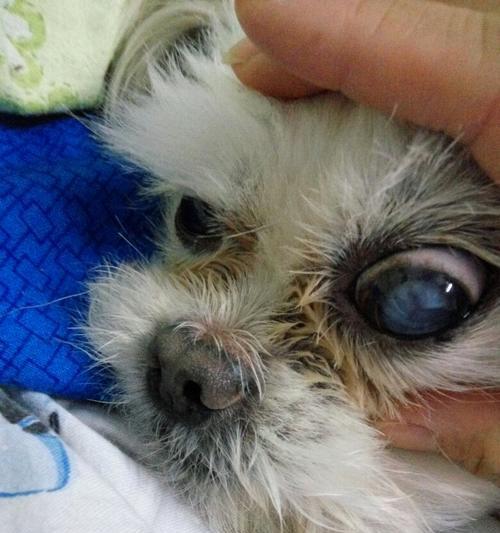 犬白内障用什么药好？如何选择合适的治疗药物？