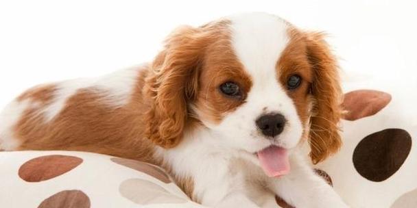 犬瘟热导致狗狗呕吐怎么办？有效控制方法有哪些？