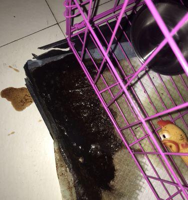 犬瘟热导致狗狗呕吐怎么办？有效控制方法有哪些？