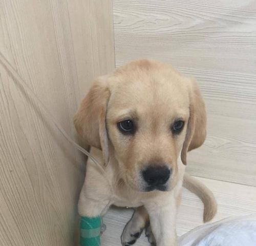 犬细小病毒会传染给人吗？如何预防和处理？