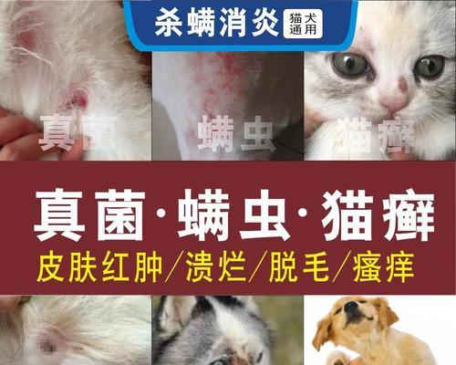 人染上猫癣用什么药？如何正确选择治疗猫癣的药物？