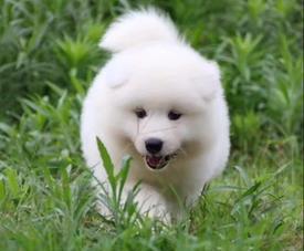 萨摩耶幼犬喂食多少合适？每日喂食量指南是什么？