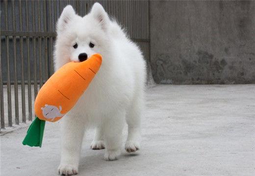 萨摩耶幼犬喂食多少合适？每日喂食量指南是什么？