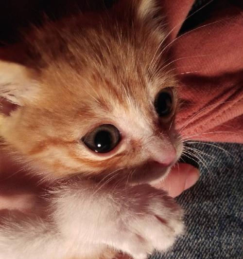 三个月的小猫食量大增是为什么？如何合理喂养？