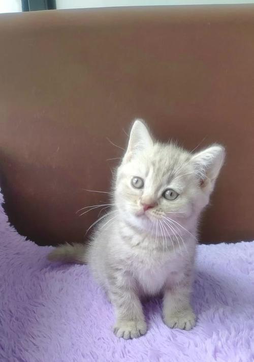 三个月的小猫食量大增是为什么？如何合理喂养？