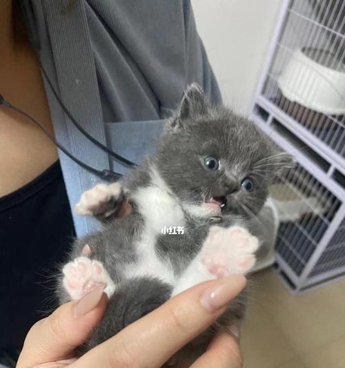 三个月的小猫食量大增是为什么？如何合理喂养？