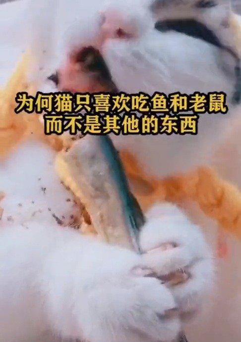 三个月大的猫咪可以吃鱼吗？喂食鱼类的正确方法是什么？
