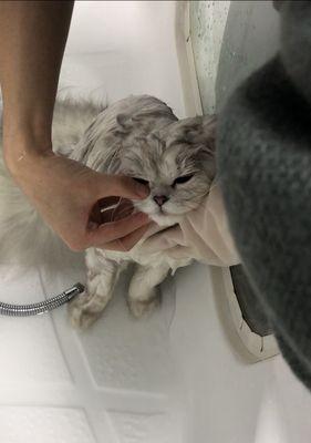 三周大的小猫洗澡需要注意什么？多久洗一次合适？