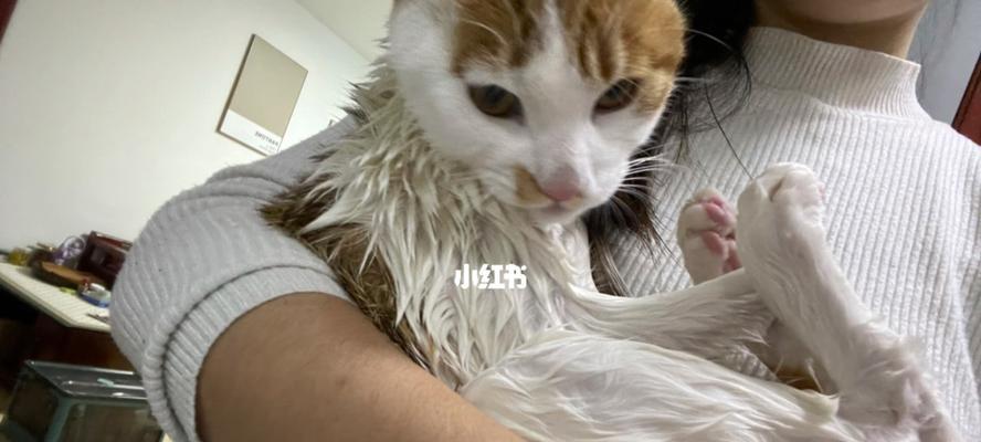 三周大的小猫洗澡需要注意什么？多久洗一次合适？