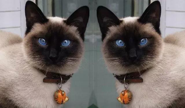 深色猫咪有哪些品种？如何识别不同品种的深色猫咪？