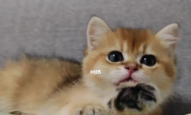 生完小猫不吃猫粮了怎么办？如何恢复小猫的食欲？