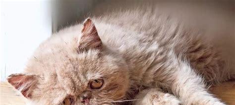 十几天的小猫吃什么？如何正确喂养新生小猫？