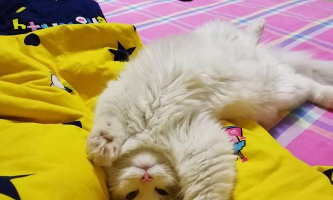 什么品种的猫咪最粘人？如何选择粘人的猫咪品种？