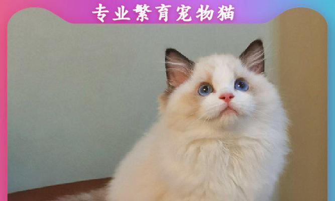 什么品种的猫咪最粘人？如何选择粘人的猫咪品种？