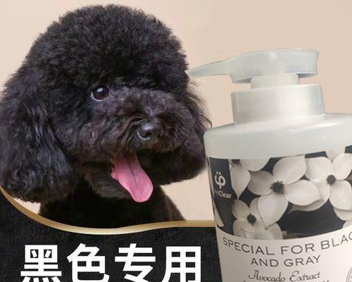 泰迪狗狗脚保养方法是什么？如何保持泰迪犬爪子健康？