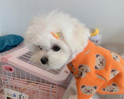 泰迪狗狗衣服怎么做？制作步骤和材料有哪些？