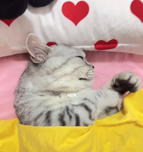 体制弱的小猫睡地上怎么办？如何改善小猫的睡眠环境？