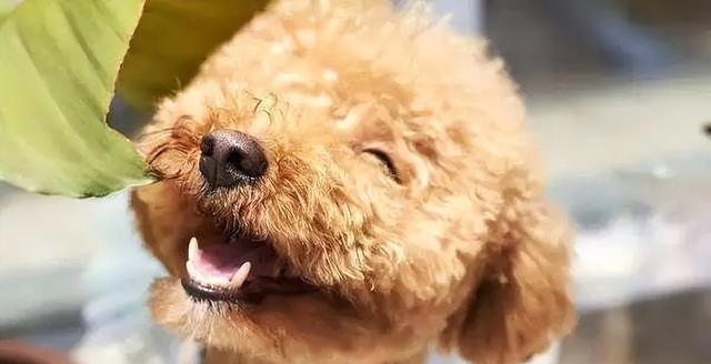 狗狗在炎热天气下睡觉喘气怎么办？如何帮助它们降温？
