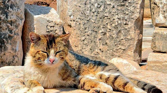 土耳其旅行攻略：带猫猫狗狗去土耳其要注意什么？