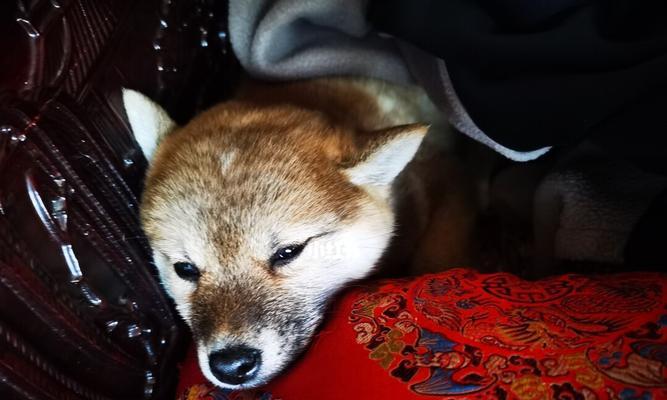 为什么狗晚上特别凶？如何安抚夜间易怒的狗狗？