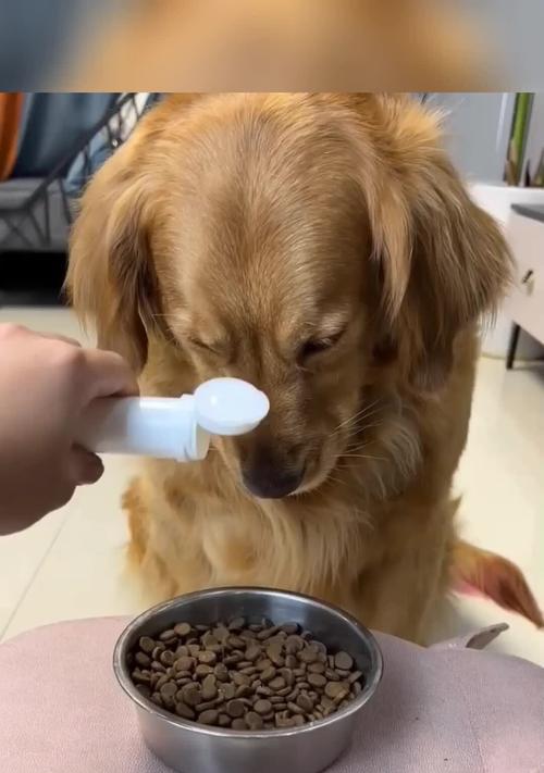 狗为什么用舌头喝水？这个行为背后的科学解释是什么？