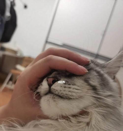 猫为什么喜欢摸下巴？探索猫咪行为背后的秘密？