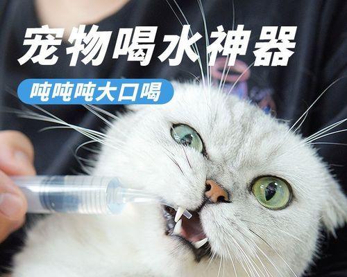 喂食猫咪时应该注意什么？有哪些常见错误需要避免？
