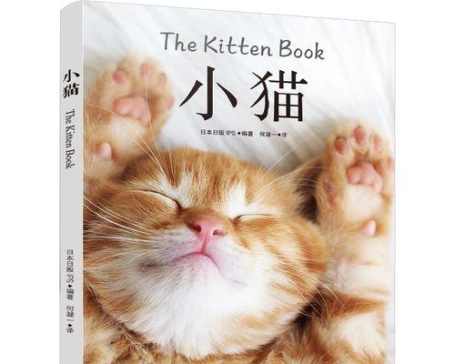喂食猫咪时应该注意什么？有哪些常见错误需要避免？