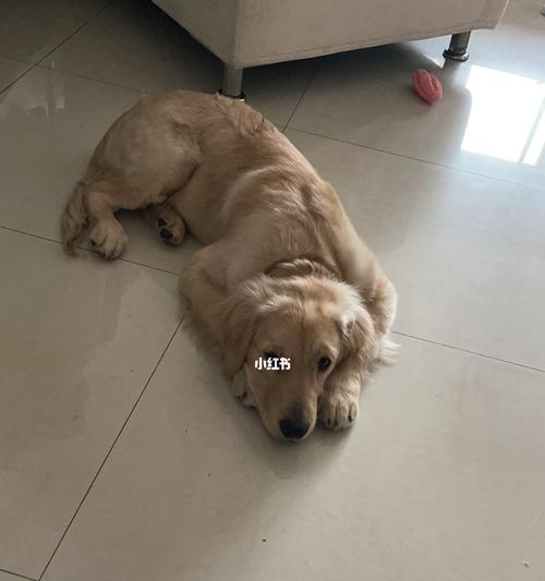 五个月大狗狗每天应该吃多少食物？喂食量如何计算？