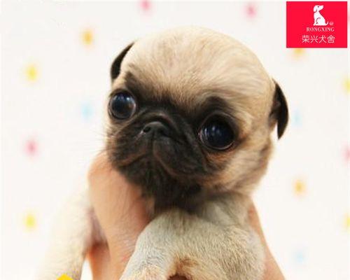 夏天巴哥幼犬怎么养？夏季护理与饮食要点是什么？