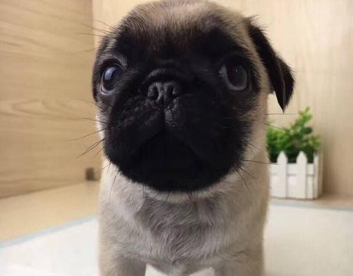 夏天巴哥幼犬怎么养？夏季护理与饮食要点是什么？