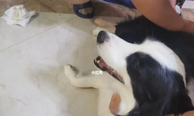 小狗不在窝里拉粑粑怎么办？如何训练狗狗定点排便？