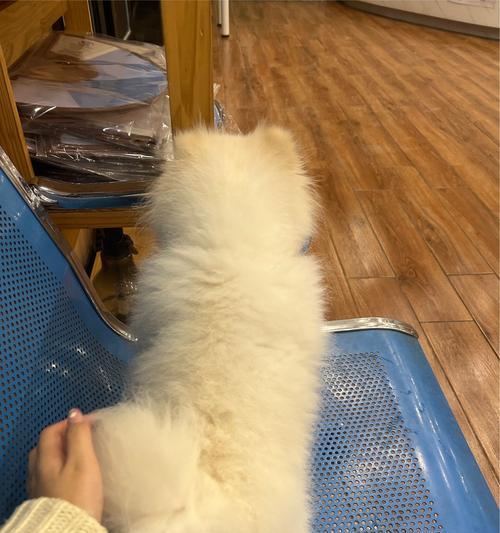 小狗误食牙签肚子胀怎么办？胀气急救方法是什么？