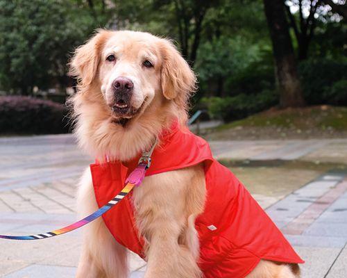 小狗去世后应该怎么办？处理流程和注意事项是什么？