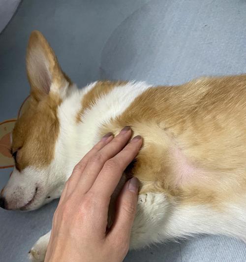 犬瘟热会传染给人吗？小狗犬瘟热的传播途径是什么？