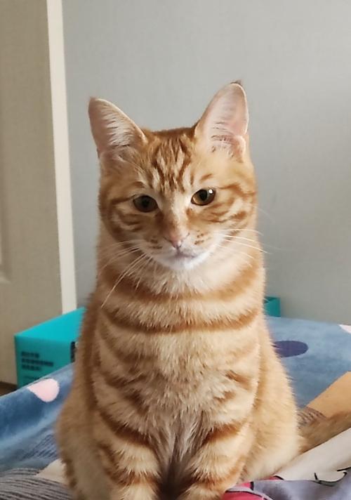 小猫被打了会记仇吗？如何处理猫咪的情绪问题？