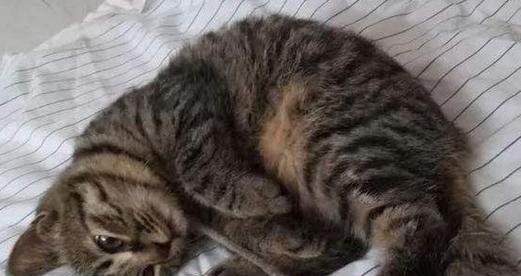 小猫被打了会记仇吗？如何处理猫咪的情绪问题？