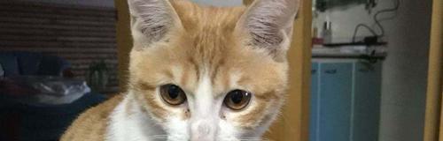 小猫鼻子呼呼的声音是怎么回事？常见原因有哪些？